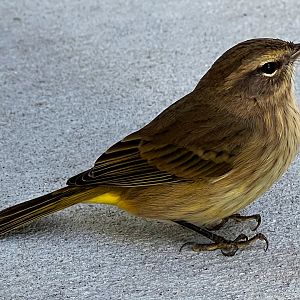 Palm Warbler