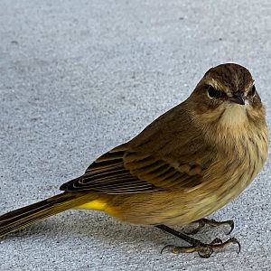 Palm Warbler