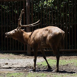Père David's deer