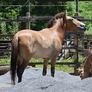 Przewalski's horse