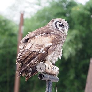 Meeting The Animals show - Verreaux's eagle-owl (Bubo lacteus), 2022-09-15