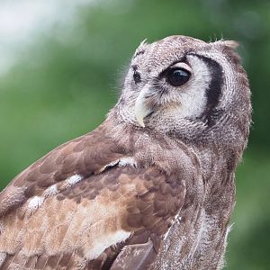 Meeting The Animals show - Verreaux's eagle-owl (Bubo lacteus), 2022-09-15