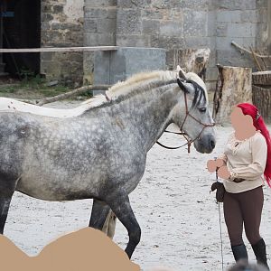 Meeting The Animals show - Domestic horse training, 2022-09-15