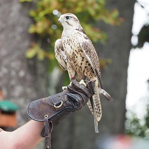 Meeting The Animals show - Saker falcon (Falco cherrug), 2022-09-15