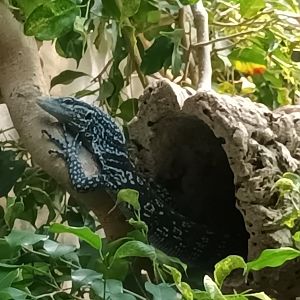 Exotarium Blue spotted Tree Monitor