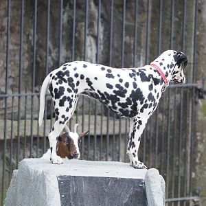 Meeting The Animals show - Young Dalmatian, 2022-09-15