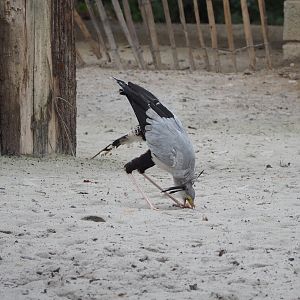Meeting The Animals show - Secretary bird (Sagittarius serpentarius) feeding, 2022-09-15