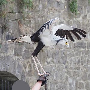 Meeting The Animals show - Secretary bird (Sagittarius serpentarius) perching on falconer's hand, 2022-09-15