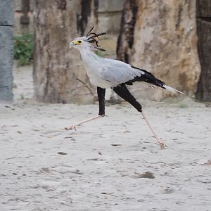 Meeting The Animals show - Secretary bird (Sagittarius serpentarius) running, 2022-09-15