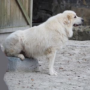Meeting The Animals show - Big dog, possibly Pyrenean mountain dog, 2022-09-15