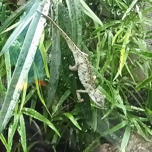 Exotarium Seychelles Tiger Chameleon