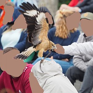 Meeting The Animals show - Yellow-headed caracara (Milvago chimachima), 2022-09-15
