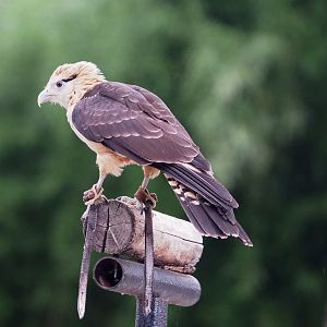 Meeting The Animals show - Yellow-headed caracara (Milvago chimachima), 2022-09-15