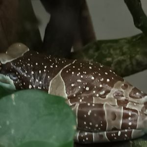 Exotarium Amazon Milk Frog