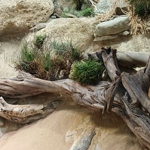 Exotarium Sidewinder Habitat