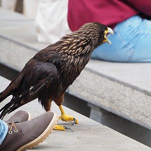 Meeting The Animals show - Striated caracara (Phalcoboenus australis), 2022-09-15