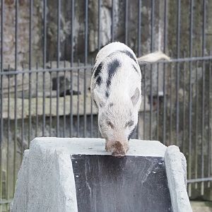 Meeting The Animals show - Domestic miniature pig on slide, 2022-09-15
