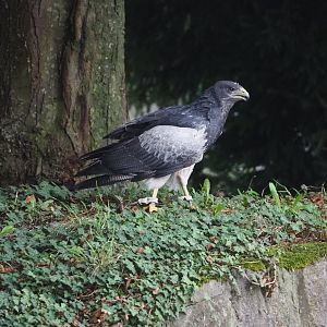 Meeting The Animals show - Black-chested buzzard-eagle (Geranoaetus melanoleucus), 2022-09-15