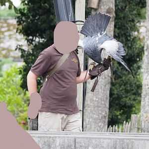 Meeting The Animals show - Black-chested buzzard-eagle (Geranoaetus melanoleucus), 2022-09-15