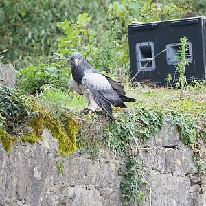 Meeting The Animals show - Black-chested buzzard-eagle (Geranoaetus melanoleucus), 2022-09-15