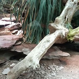 Exotarium Colorado river Toad and Beaded Lizard Habitat