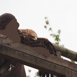 Meeting The Animals show - Golden eagle (Aquila chrysaetos), 2022-09-15