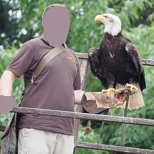Meeting The Animals show - Bald eagle (Haliaeetus leucocephalus), 2022-09-15
