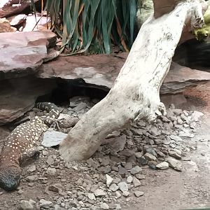 Exotarium Beaded Lizard