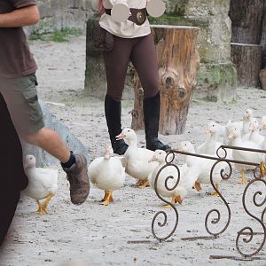Meeting The Animals show - White domestic ducks, 2022-09-15
