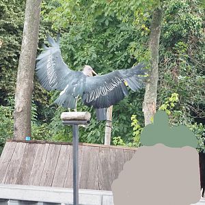 Meeting The Animals show - Marabou (Leptoptilos crumenifer), 2022-09-15