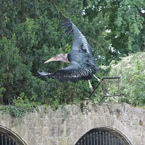 Meeting The Animals show - Marabou (Leptoptilos crumenifer) in flight, 2022-09-15