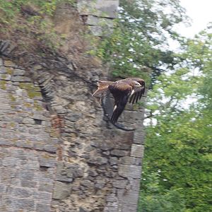Meeting The Animals show - Common black kite (Milvus migrans migrans) in flight, 2022-09-15
