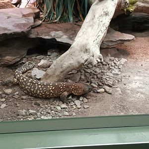 Exotarium Beaded Lizard