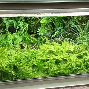 Exotarium Black and yellow poison dart Frog Habitat