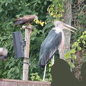 Meeting The Animals show - Common black kite (Milvus migrans migrans) and Marabou (Leptoptilos crumenifer), 2022-09-15