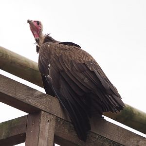Meeting The Animals show - Hooded vulture (Necrosyrtes monachus), 2022-09-15