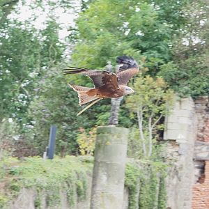 Meeting The Animals show - Common black kite (Milvus migrans migrans) in flight, 2022-09-15