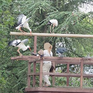 Meeting The Animals show - Falconer with European white storks, Common black kite and American black vulture, 2022-09-15