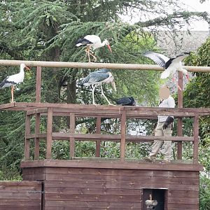 Meeting The Animals show - Falconer with European white storks, Marabou and American black vulture, 2022-09-15