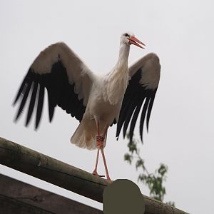 Meeting The Animals show - European white stork (Ciconia ciconia), 2022-09-15