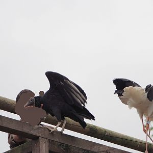 Meeting The Animals show - European white storks (Ciconia ciconia) and American black vulture (Coragyps atratus), 2022-09-15