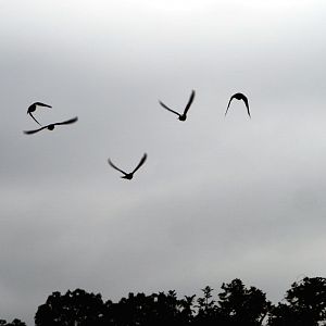 Meeting The Animals show - Domestic pigeons in flight (Columba livia domestica), 2022-09-15