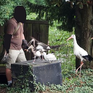 Meeting The Animals show - Juvenile scarlet ibises, Western cattle egret and European white storks, 2022-09-15