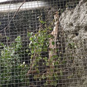 Exotarium Patagonian Conure Aviary