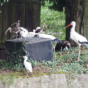 Meeting The Animals show - Juvenile scarlet ibises, Western cattle egrets, White storks and Hooded vulture, 2022-09-15