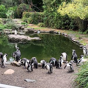 Exotarium Rotational Penguin Outdoor Enclosure