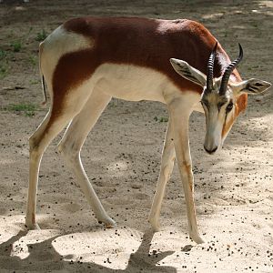 Mhor gazelle