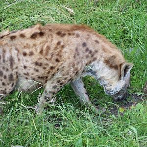 Spotted hyena with wild European hedgehog