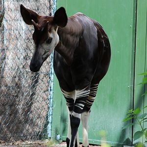 Okapi