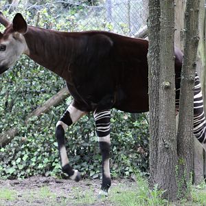 Okapi